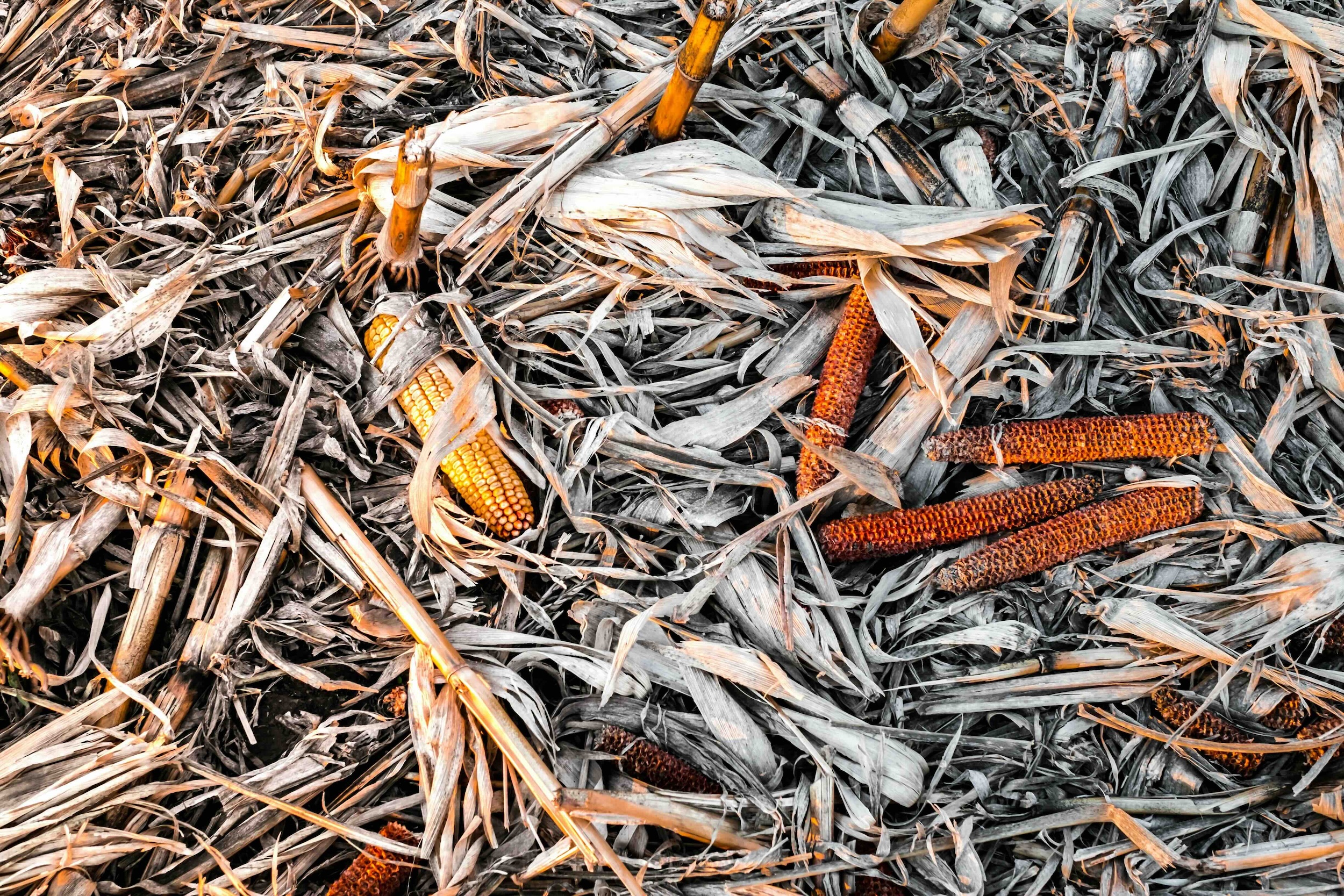 HVO und SAF aus fester Restbiomasse: Haffner Energy stellt neuen SB-HEFA-Prozess vor
